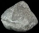 Pyrite Replaced Brachiopod (Paraspirifer) - Ohio #52707-1